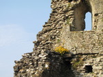 SX05480 Yellow wallflowers growing on castle wall.jpg